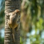 Северный острова, остров обезьян Нячанг Вьетнам - Альфа Турс - цены на экскурсии и отзывы