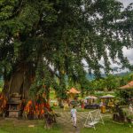 Парк и водопады Янг Бей Нячанг Вьетнам - Альфа Турс - цены на экскурсии и отзывы