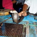 Попробовать змею (кобру) в Нячанге Вьетнам - Экскурсии цены и отзывы - Альфа Турс